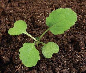 Catálogo visual de malezas