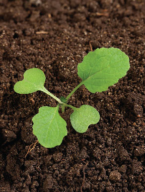 Catálogo visual de malezas