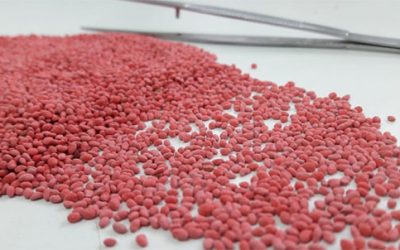 Calidad y protección de la semilla de especies forrajeras templadas