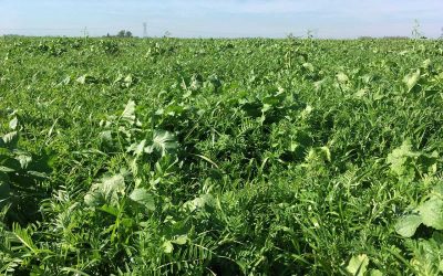 Cultivos de cobertura entre dos cultivos agrícolas de verano y su uso con animales