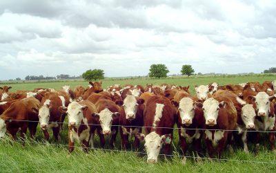 Siembra de pasturas perennes templadas en suelos de capacidad de uso restringida (IV, VI, y VII)