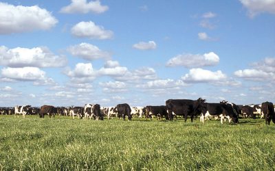 Utilización de los verdeos de invierno