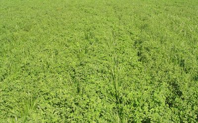Manejo del pastoreo en pasturas perennes base alfalfa