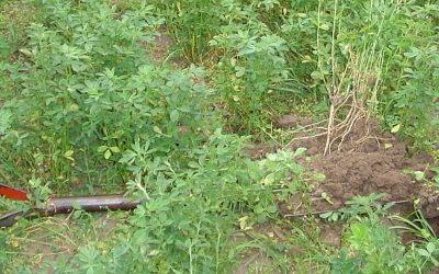 Siembra de pasturas base alfalfa en primavera