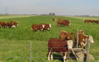 Primer uso de las pasturas perennes templadas