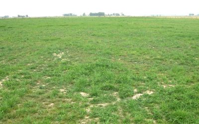 Utilización de las pasturas perennes templadas base gramíneas en primavera