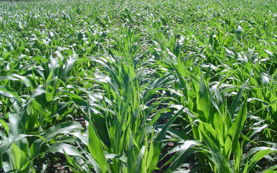 Uso de los verdeos de verano