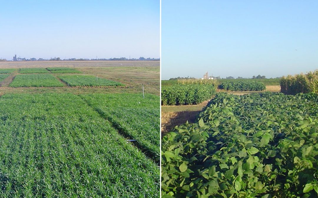 Secuencias de cultivos forrajeros anuales como complemento de las pasturas perennes templadas