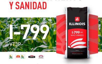 Maíces Illinois en YPF Agro Guazzaroni Greco