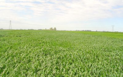 Características nutricionales de los verdeos de invierno