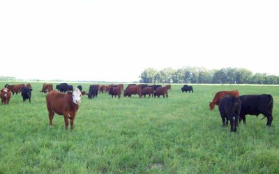 Recría pastoril. Costo de producción de carne