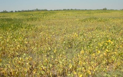 Siembra de pasturas en suelos degradados por agricultura no conservacionista