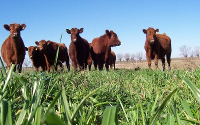 Los cultivares de avena para diferentes usos