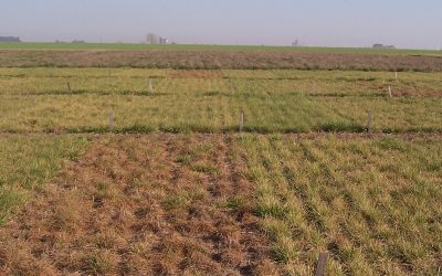 Características agronómicas de los principales grupos de cultivares de festuca alta