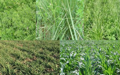 Contenido de materia seca del forraje de las especies forrajeras templadas en el norte de la provincia de Buenos Aires