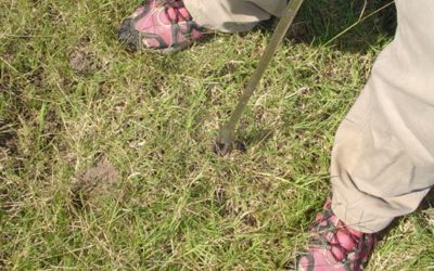 Valores adecuados de los distintos nutrientes para las forrajeras templadas