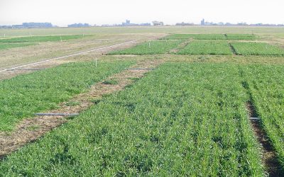 Los cultivos de invierno para silaje