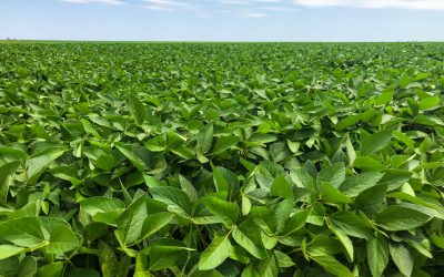 Ahora, a pensar en la soja, con los mejores productos y servicios