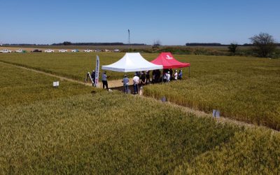 TRENQUE LAUQUEN recorrida de Ensayo TRIGO