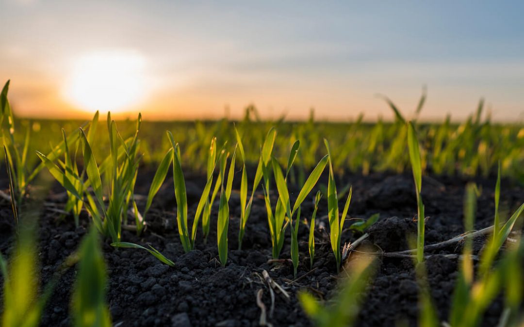 Se viene el trigo: la propuesta integral que tiene YPF Agro
