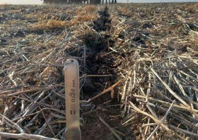 Semillas Maíz Illinois Guazzaroni Greco