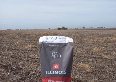 Semillas Maíz Illinois Guazzaroni Greco