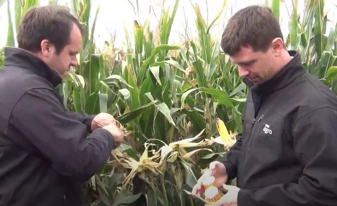 Nota Guillermo Iñurritegui , Juan Pedro Tuya y Juan Santarossa YPF Agro Guazzaroni Greco S.A.