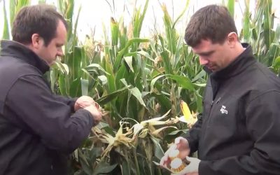 Nota Guillermo Iñurritegui , Juan Pedro Tuya y Juan Santarossa YPF Agro Guazzaroni Greco S.A.