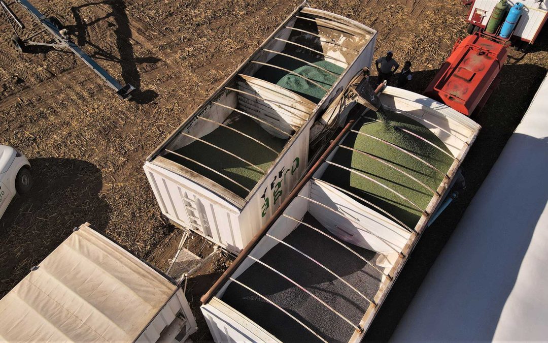 Entrega a granel de Semillas de Soja con tratamiento biológico.